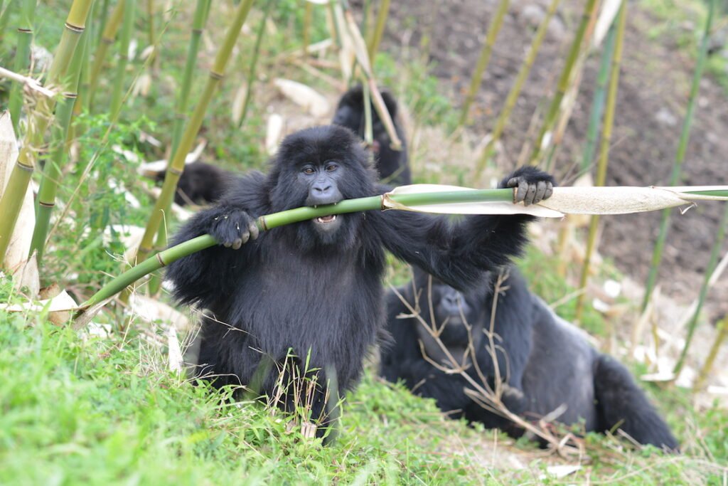 Mountain Gorillas in volcanoes National park Rwanda