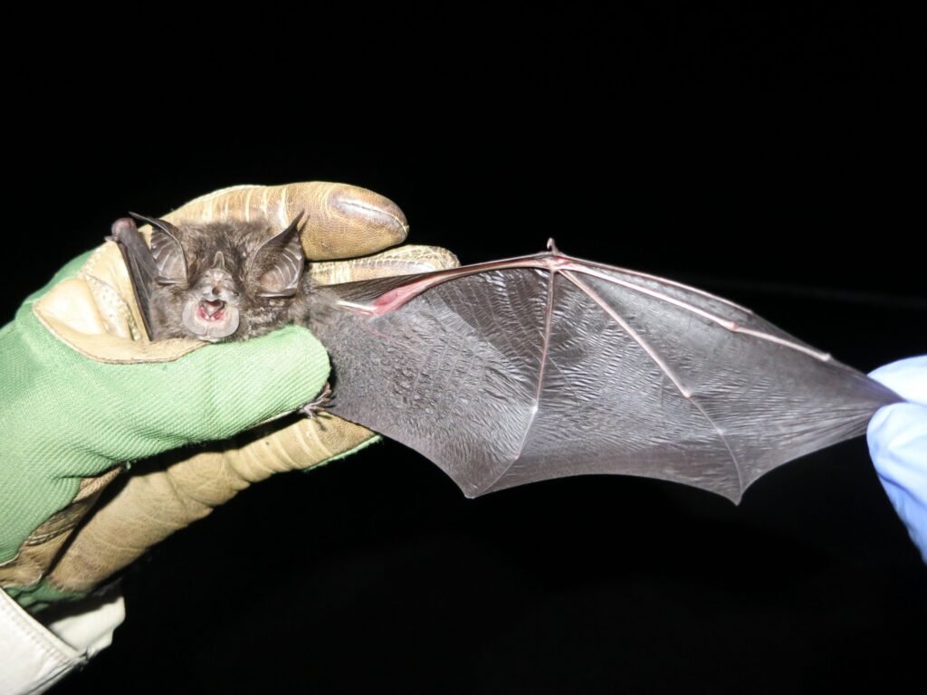 Healthy ecosystems are essential not only for wildlife but also for human survival. Natural habitats regulate climate, protect water sources, support agriculture, and maintain the balance of life on Earth. When these ecosystems are destroyed, the consequences are felt globally.