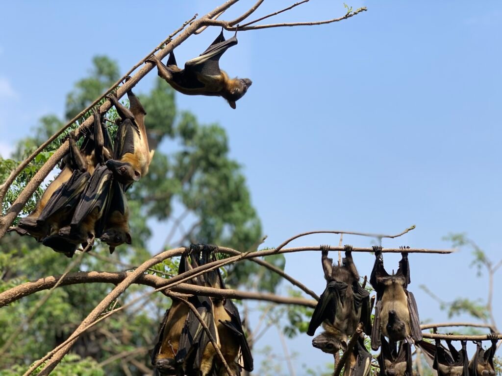 Why do bats hangs up down?