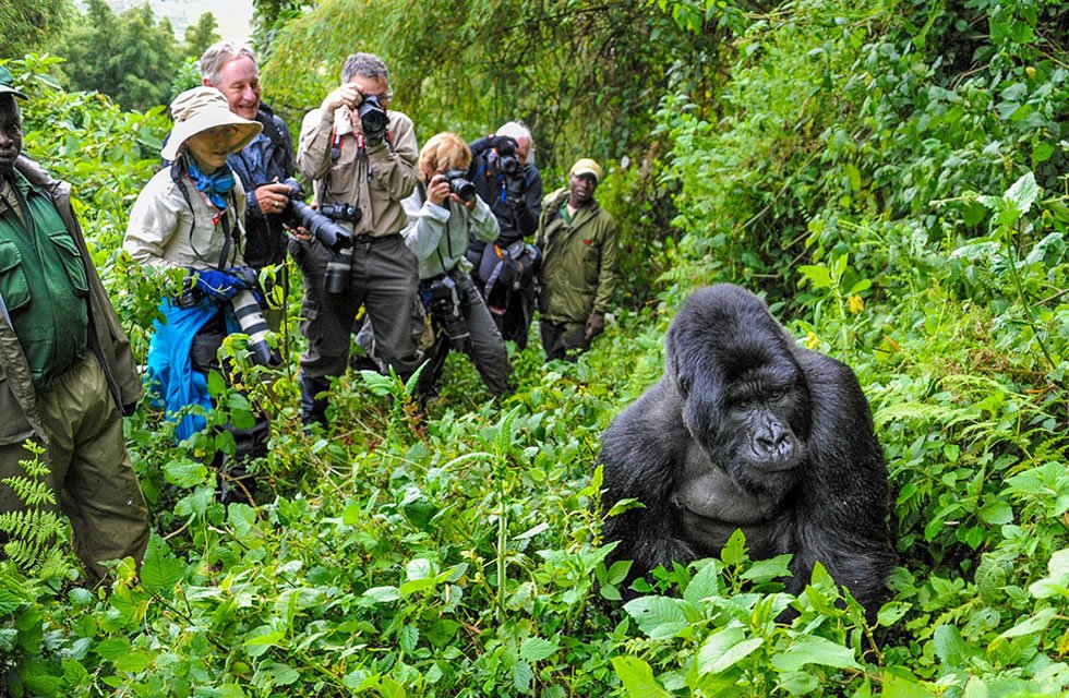 Gorillas trekking in Virunga national park Rwanda