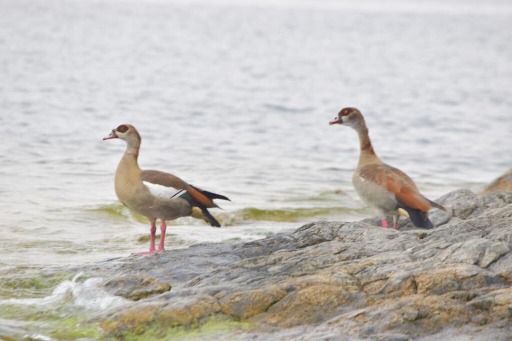 Birds watching in lake kivu boat tour rwanda attractions