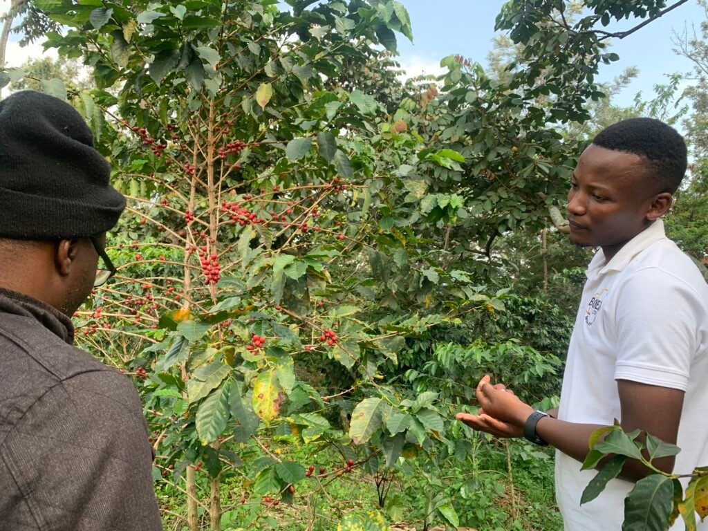 Lake kivu coffee tour, a must do experience in Rwanda