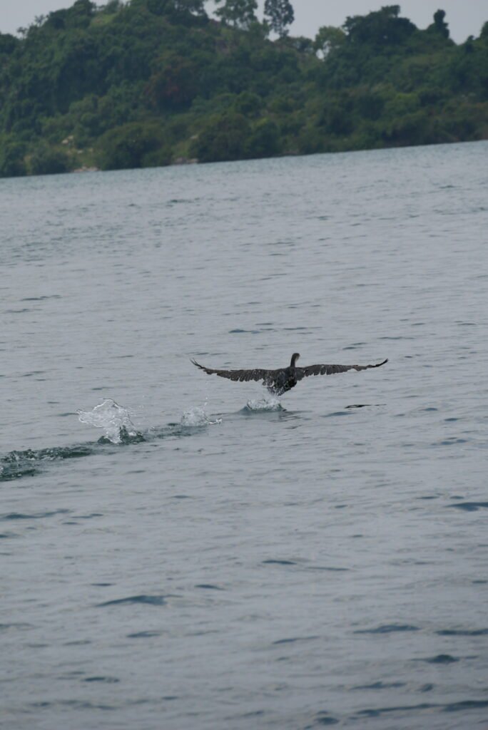 Spot the Great cormorant in lake Kivu, the Amazing birds to See