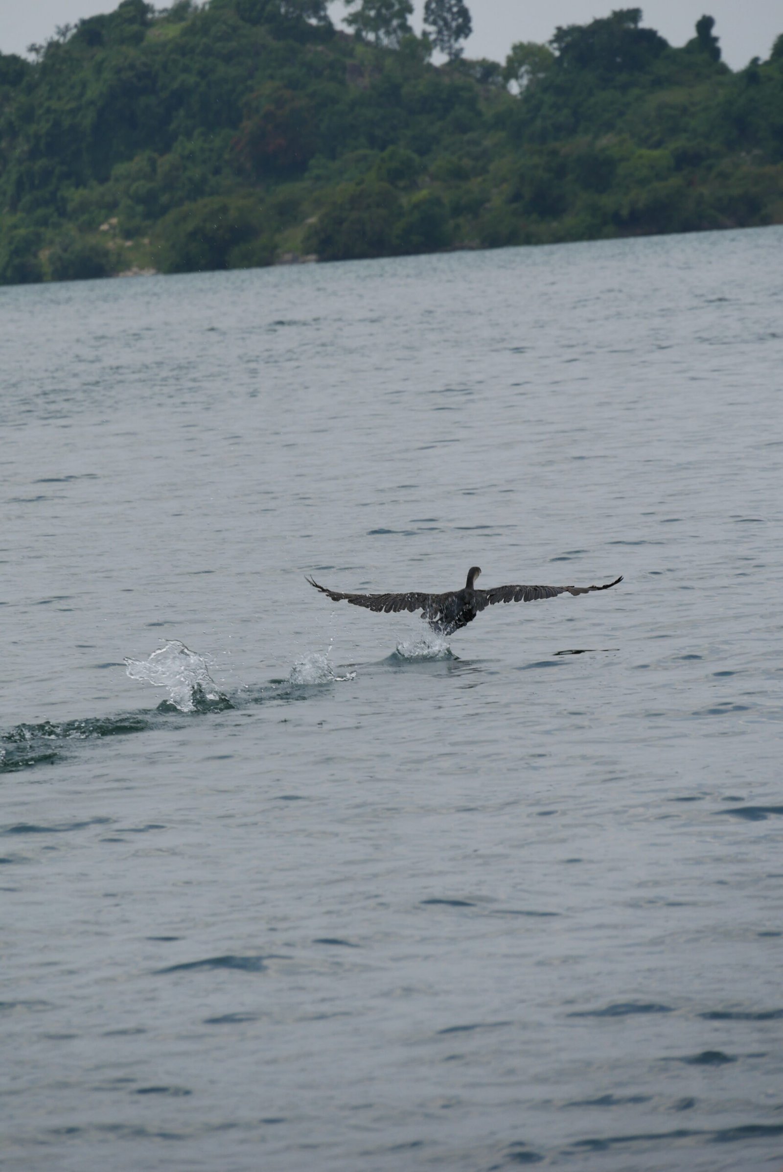 Spot the Great cormorant in lake Kivu, the Amazing birds to See