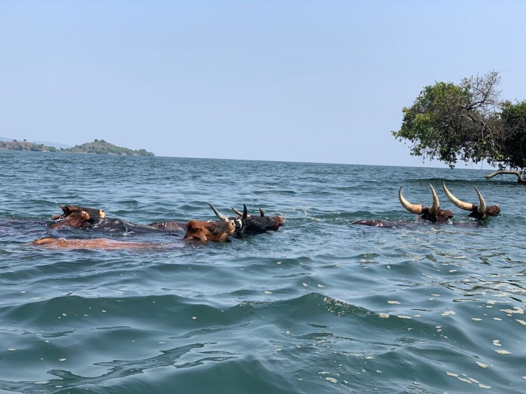 nice picture beautiful girl enjoy Sunset of lake kivu