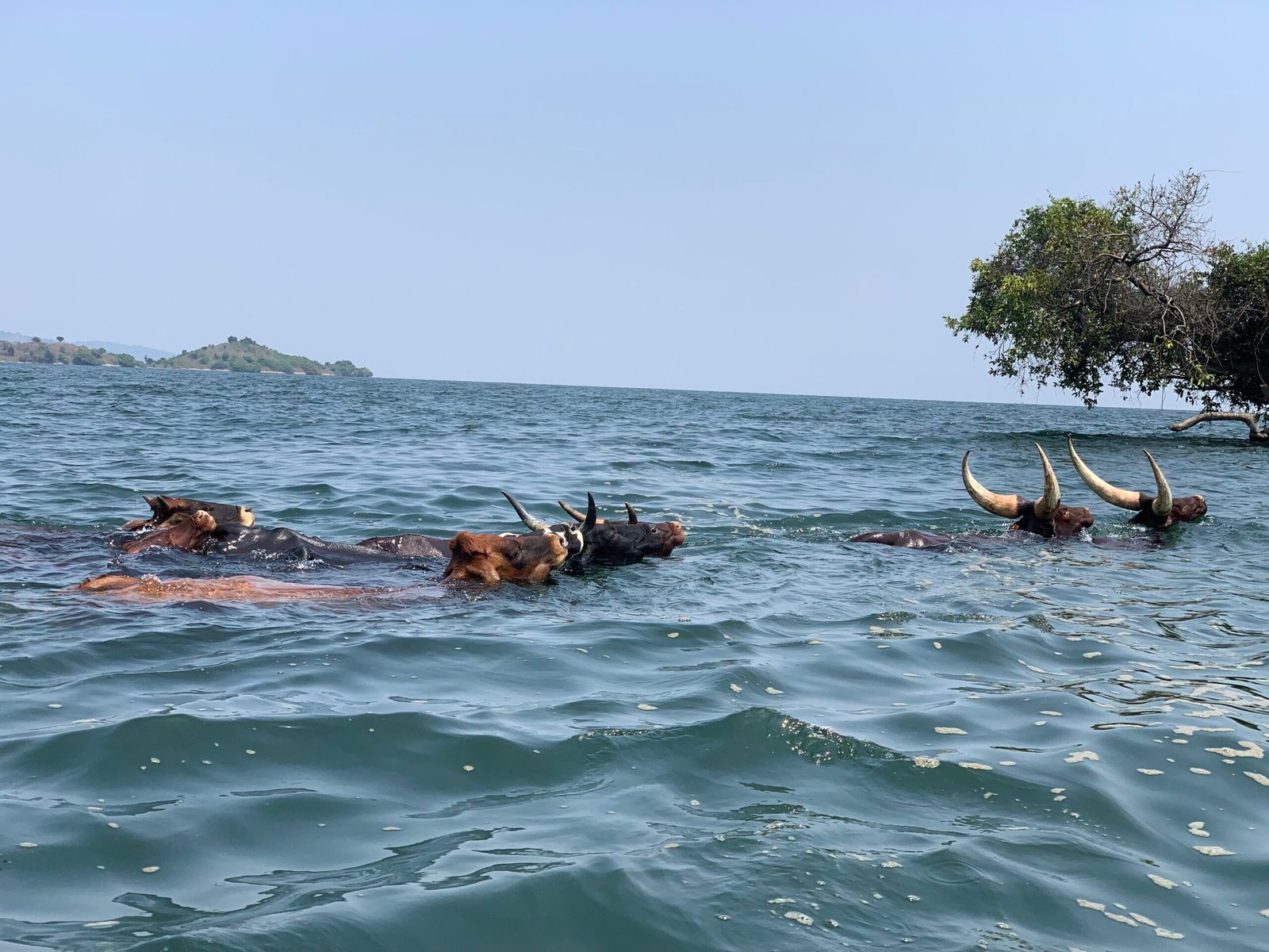 nice picture beautiful girl enjoy Sunset of lake kivu
