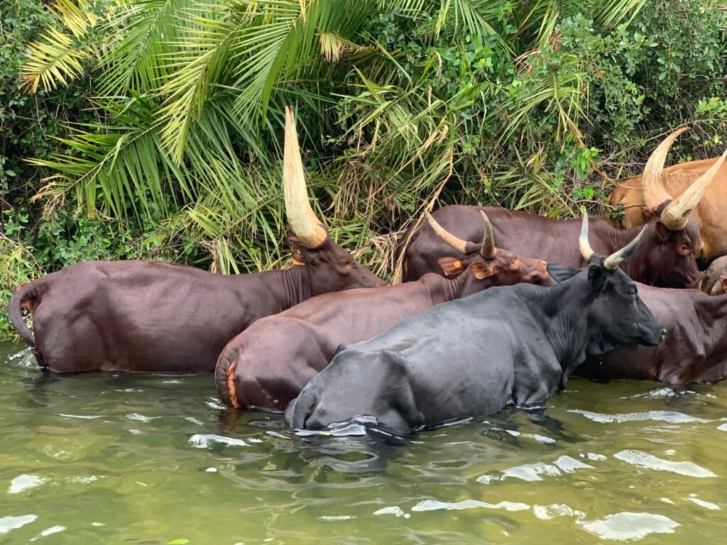 Swimming cows a unique experienced in the world