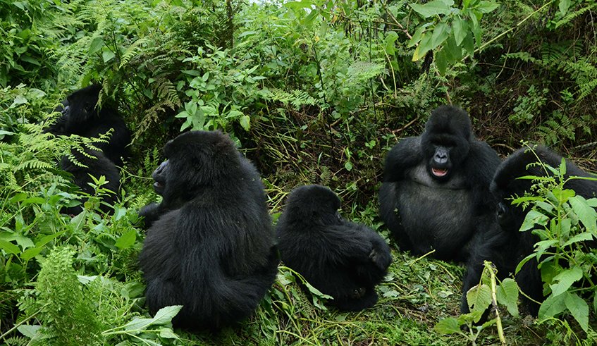 Gorilla trekking in Rwanda, volcanoes National Park