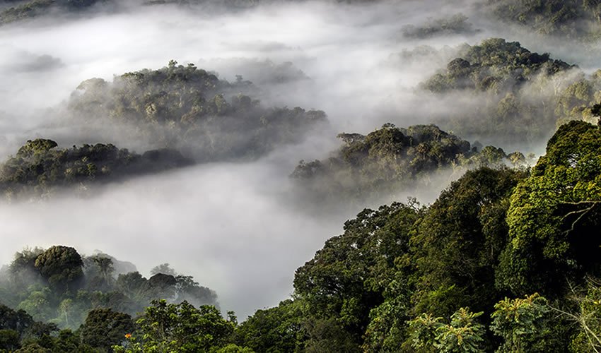 Nyungwe National park