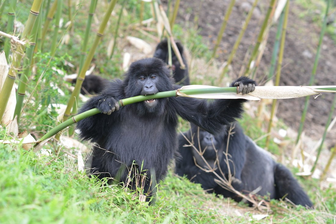 Mountain gorillas in Volcanoes National park