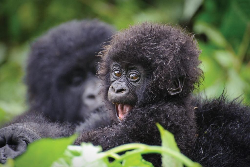Gorillas trekking in volcanoes national park Rwanda