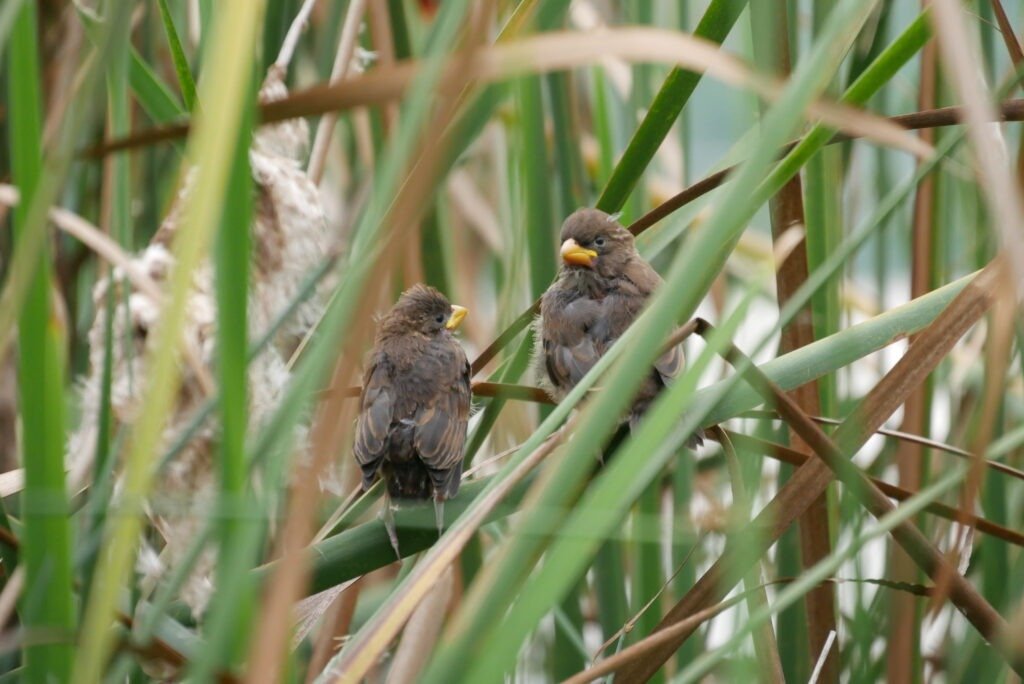 From nesting to the adult, learn more about the Birds breeding process.