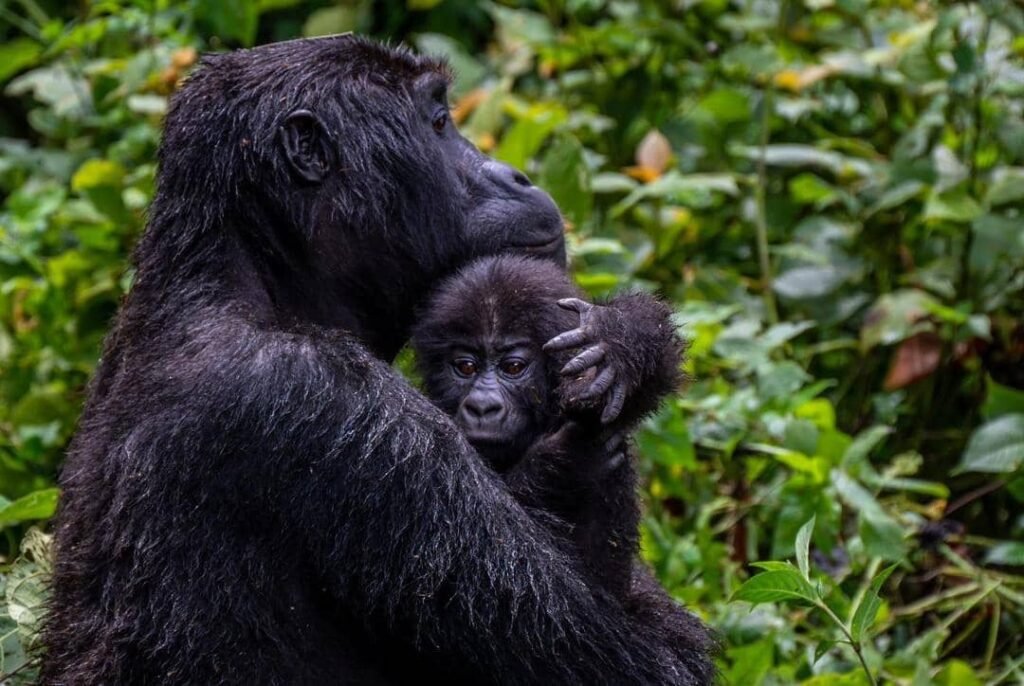Gorilla Trekking in Rwanda (Nyungwe national Park)