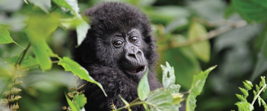 Safari in Rwanda-Uganda east Africa
