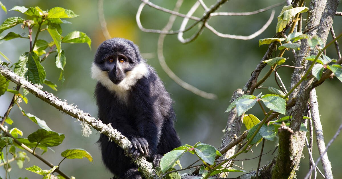 Nyungwe is home to The l’Hoest’s monkey
