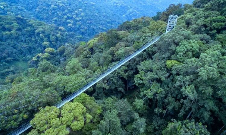 Nyungwe national forest canopy walk , a must do experience in Rwanda