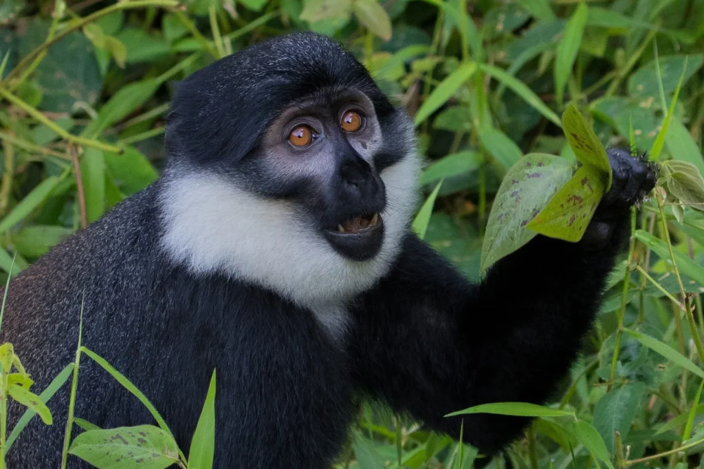 The l’Hoest’s monkey