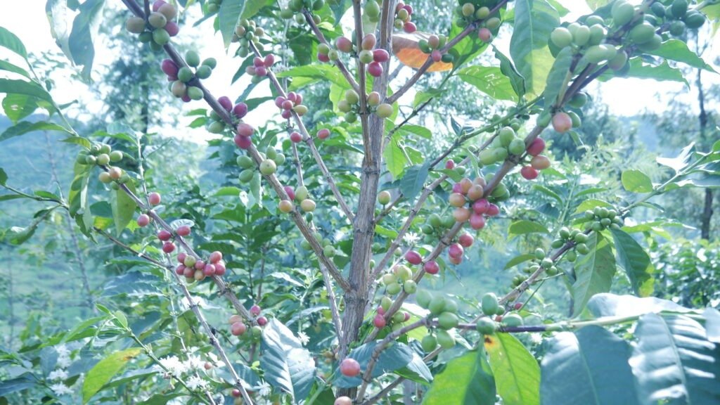 Coffee tour near lake kivu, Gisenyi Rutsiro, kibuye , nyamasheke, Cyangugu