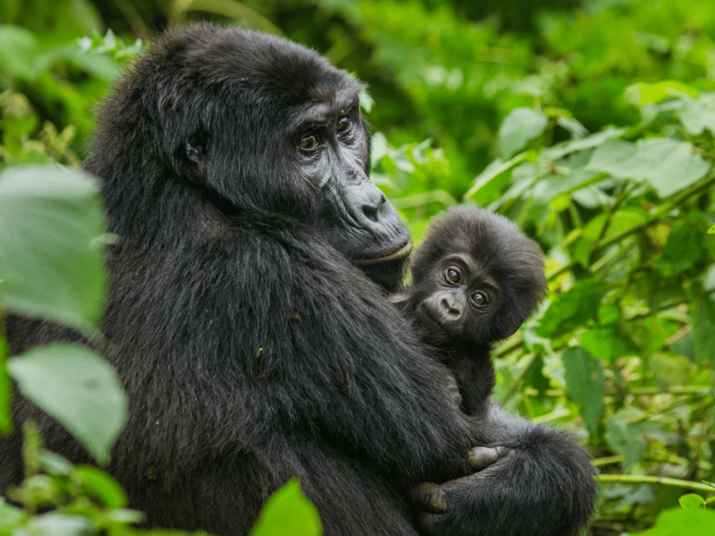 Mountain Gorillas in Volcanoes National Park