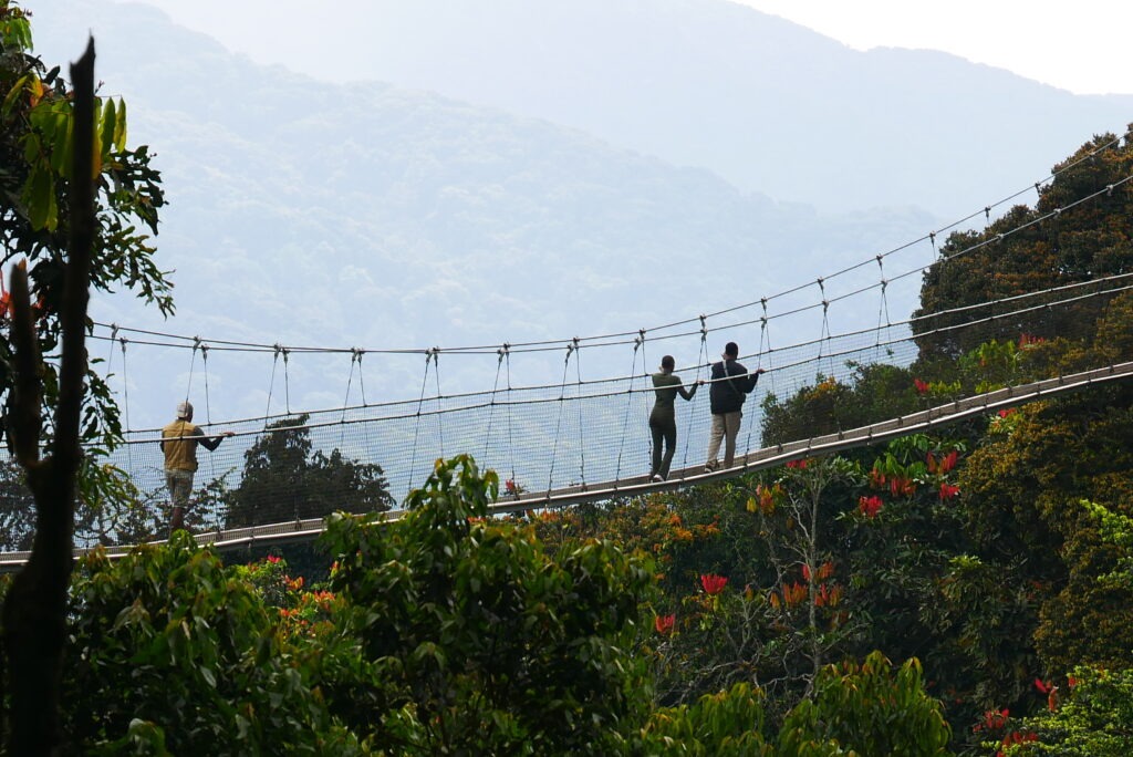 Walk high above the rainforest on Nyungwe's famous canopy bridge and enjoy incredible views, rich biodiversity, and one of the most unforgettable adventures in Rwanda.