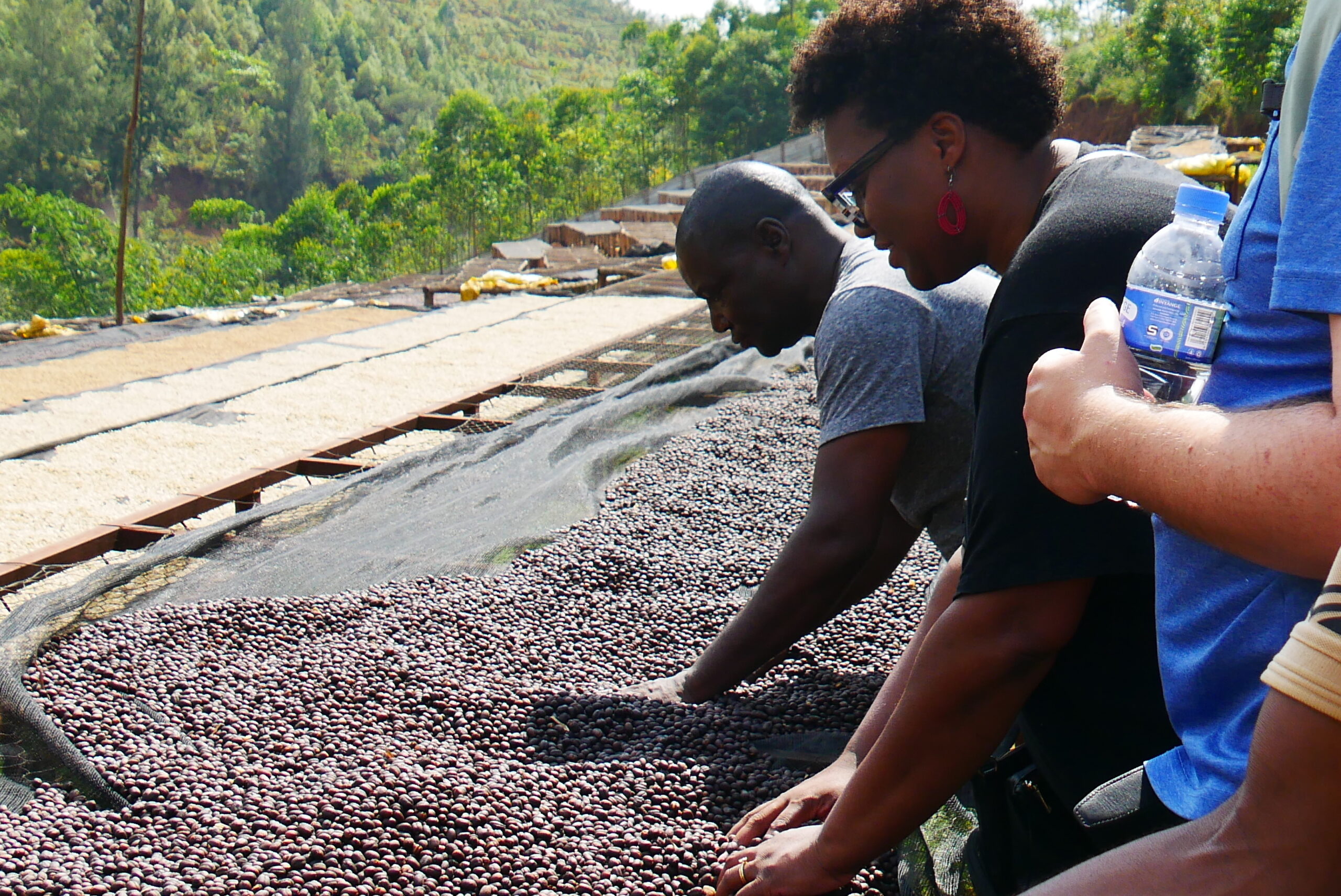 Explore Rwanda's Coffee Trail through Rubavu, Rutsiro, Karongi, Nyamasheke, and Rusizi. Visit coffee farms, washing stations, Nkombo Island, Nyungwe Forest, and Lake Kivu while discovering Rwanda's world-famous specialty coffee.